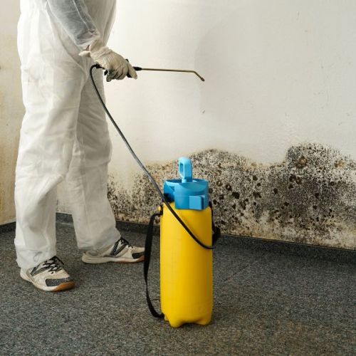 Mold Removal Services